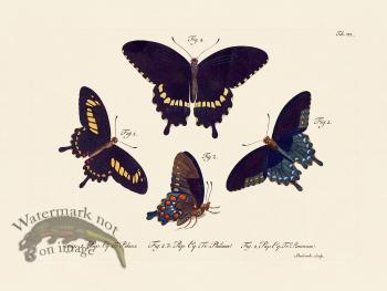 Jablonsky Butterfly 019